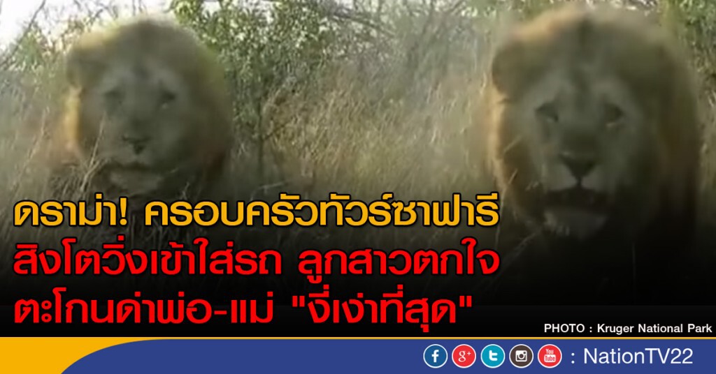 ดราม่าครอบครัวทัวร์ซาฟารีในแอฟริกาใต้