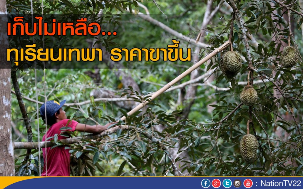 ทุเรียนเทพา ราคาขาขึ้น ทุเรียนเทพา ราคาขาขึ้น