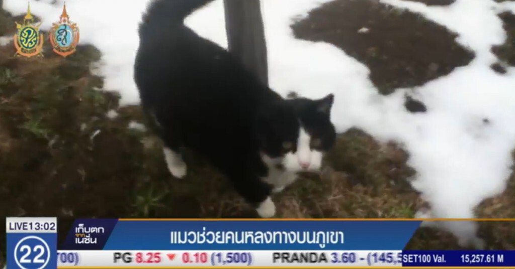 "แมว" ช่วยนำทาง คนหลงทางในภูเขา "แมว" ช่วยนำทาง คนหลงทางในภูเขา