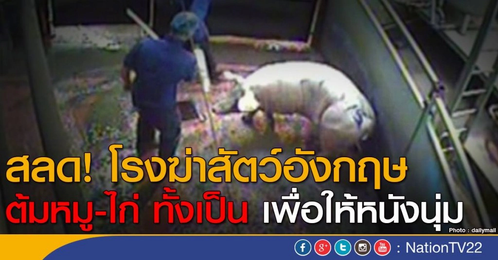 โรงฆ่าสัตว์ในอังกฤษ ต้มหมู-ไก่ ทั้งเป็นเพื่อให้หนังนุ่ม