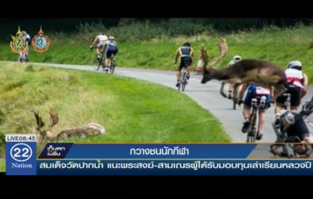 กวางโดดข้ามนักปั่นจักรยาน แต่ไม่พ้น!