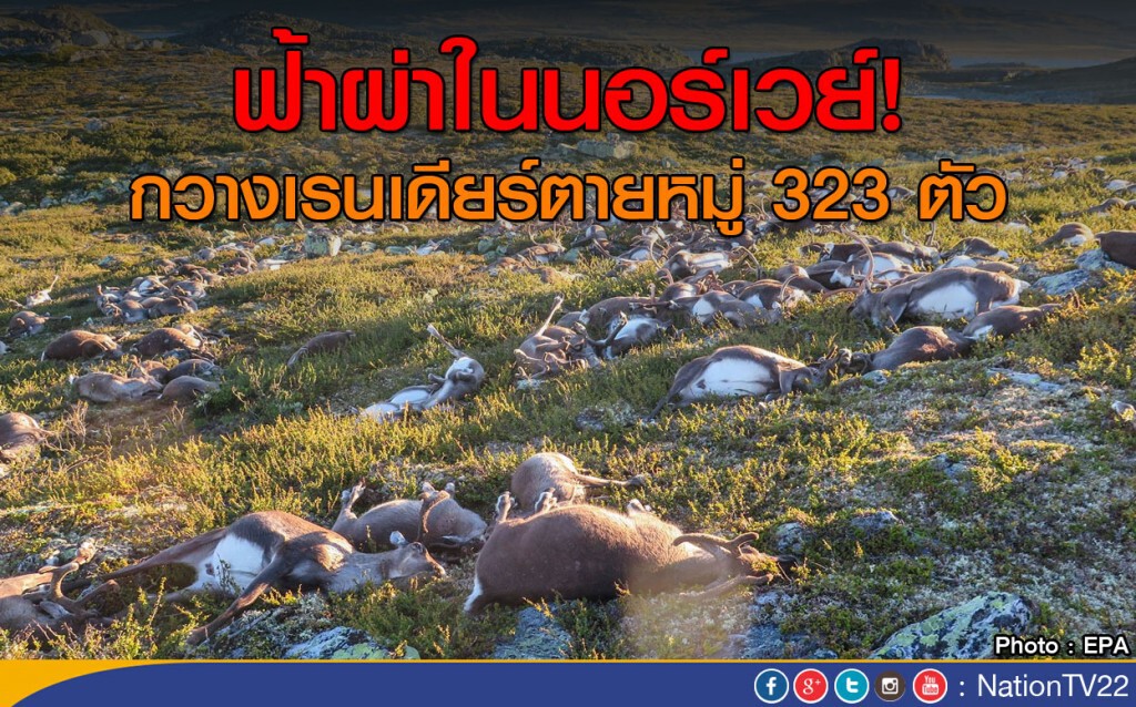ฟ้าผ่าในนอร์เวย์!
กวางเรนเดียร์ตายหมู่ 323 ตัว ฟ้าผ่าในนอร์เวย์!
กวางเรนเดียร์ตายหมู่ 323 ตัว