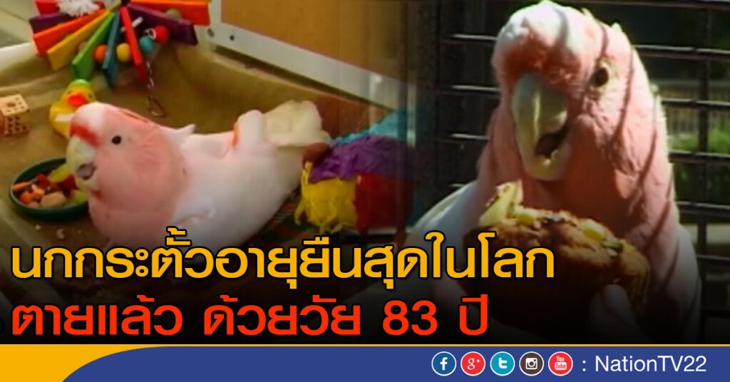 นกกระตั้วอายุยืนสุดในโลกตาย ด้วยวัย 83 ปี