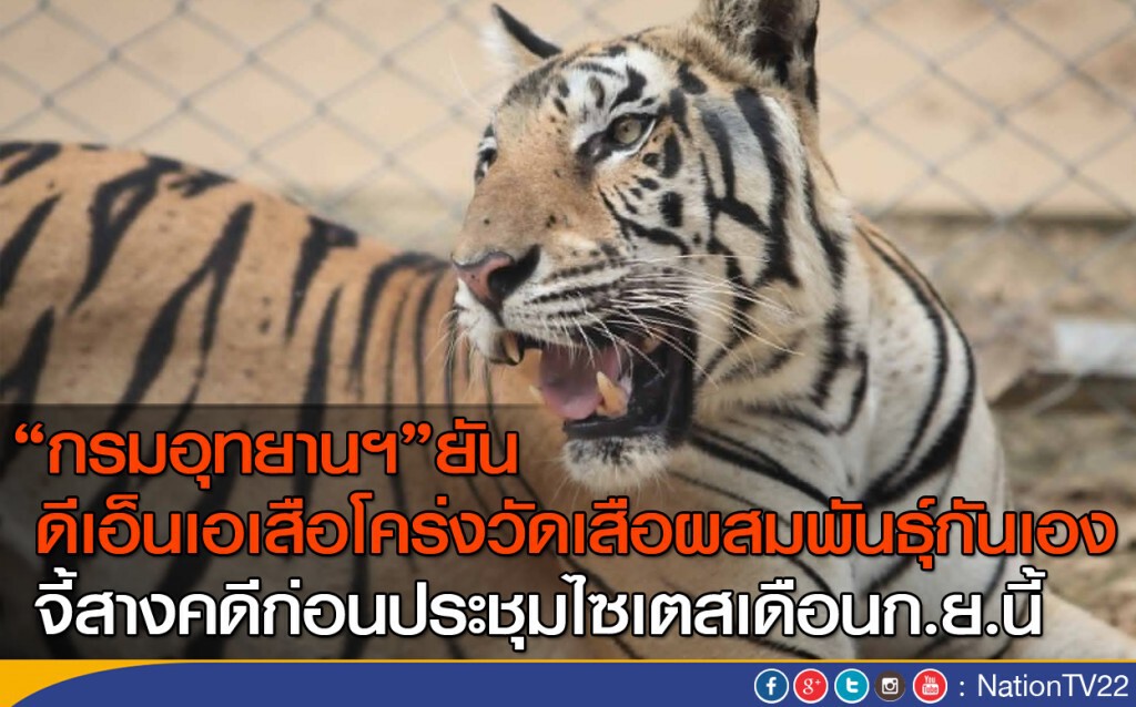 กรมอุทยานฯ ยันดีเอ็นเอเสือโคร่งวัดเสือ ผสมพันธุ์กันเอง กรมอุทยานฯ ยันดีเอ็นเอเสือโคร่งวัดเสือ ผสมพันธุ์กันเอง