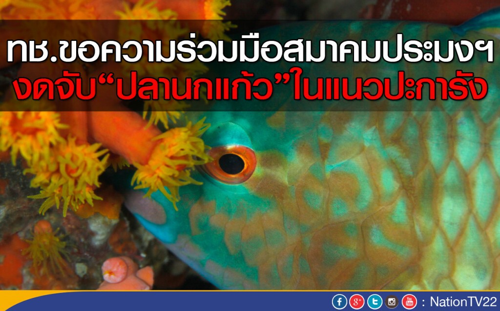 ทช.ขอความร่วมมือสมาคมประมงฯ งดจับปลานกแก้วในแนวปะการัง ทช.ขอความร่วมมือสมาคมประมงฯ งดจับปลานกแก้วในแนวปะการัง
