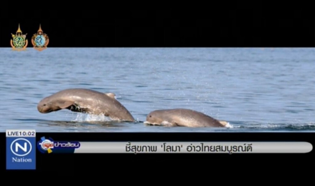 ชี้สุขภาพ "โลมา" อ่าวไทย สมบูรณ์ดี ชี้สุขภาพ "โลมา" อ่าวไทย สมบูรณ์ดี