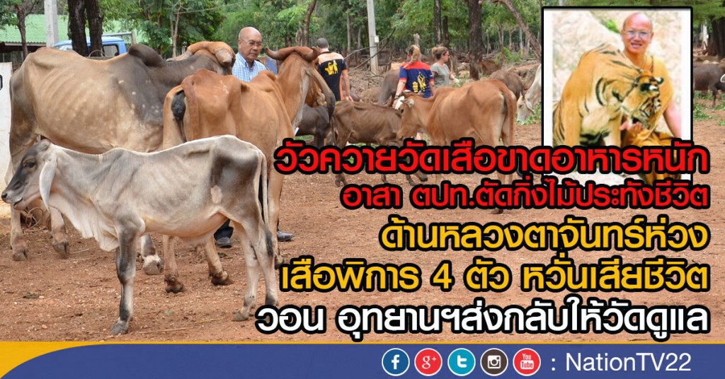 วัวควายวัดเสือขาดอาหารหนัก
หลวงตาจันทร์ห่วงเสือพิการ 4 ตัว หวั่นเสียชีวิต