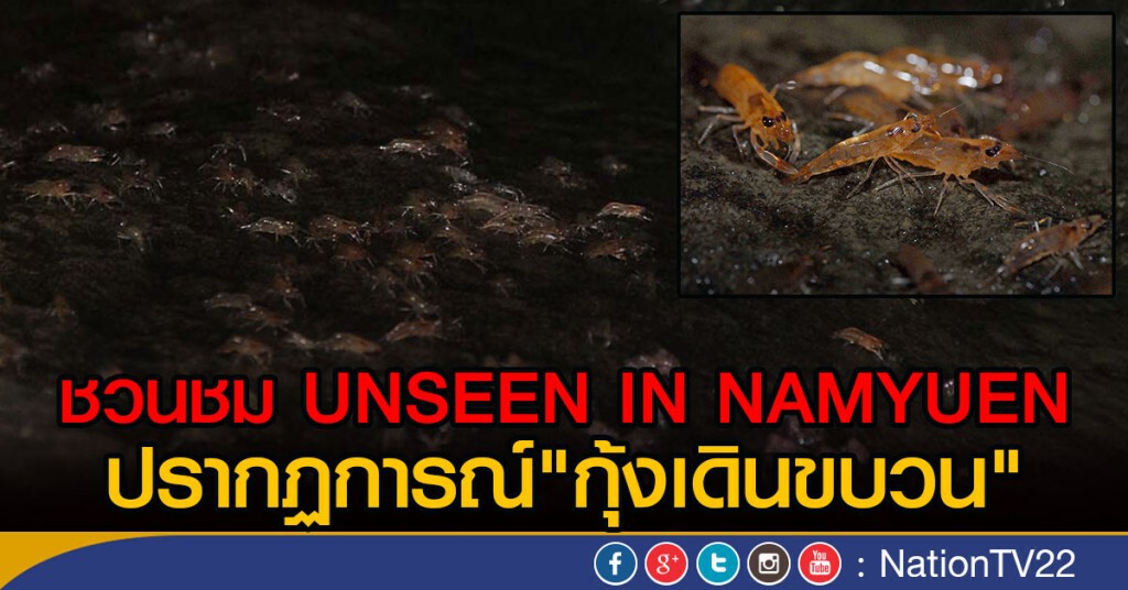 เตรียมเที่ยวชมกุ้งเดินขบวน