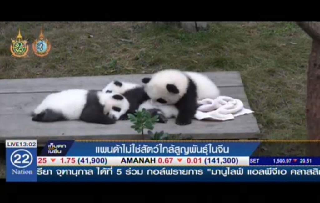 แพนด้าไม่ใช่สัตว์ใกล้สูญพันธุ์ในจีน แพนด้าไม่ใช่สัตว์ใกล้สูญพันธุ์ในจีน