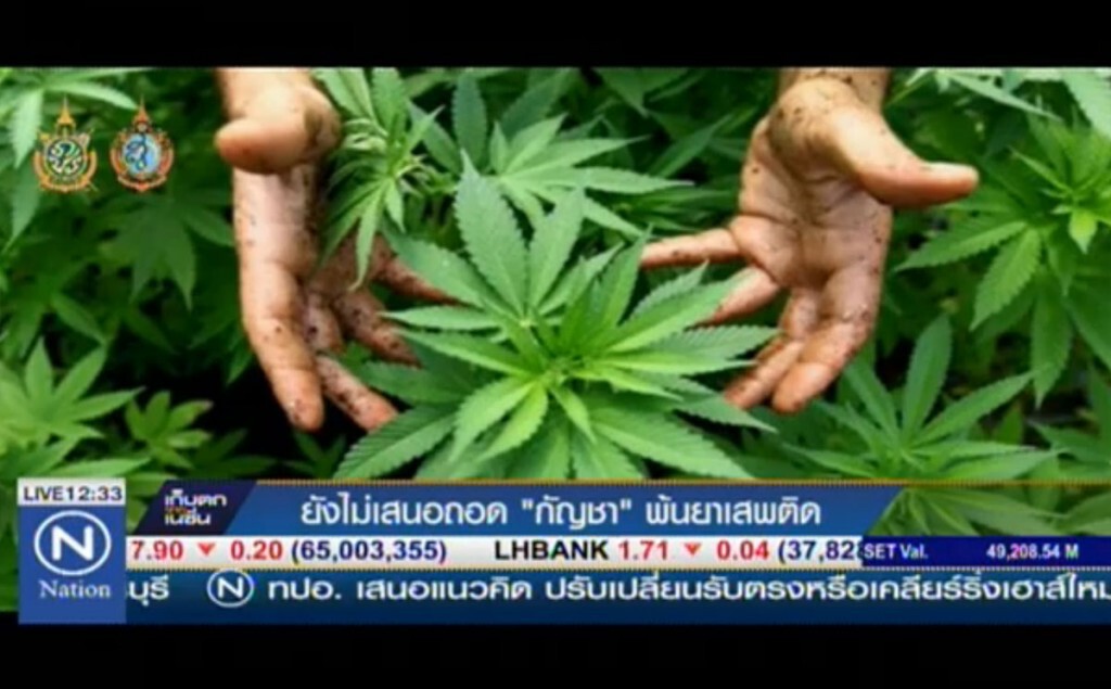 ยังไม่เสนอถอด "กัญชา" พ้นยาเสพติด ยังไม่เสนอถอด "กัญชา" พ้นยาเสพติด