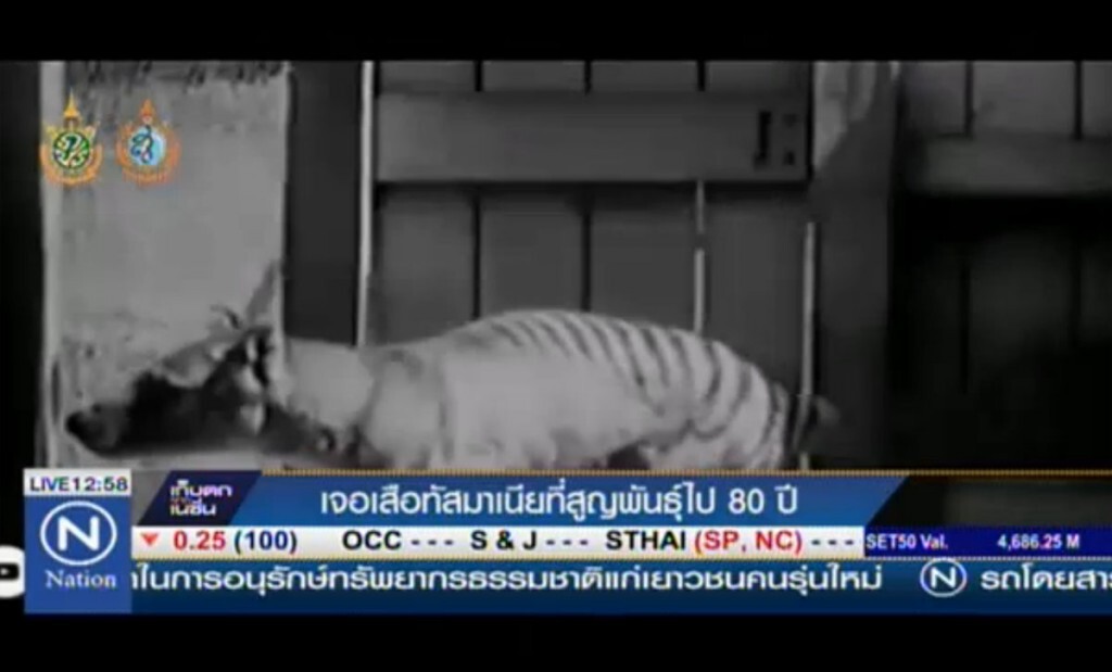 เจอเสือทัสมาเนีย ที่สูญพันธุ์ไป 80 ปี เจอเสือทัสมาเนีย ที่สูญพันธุ์ไป 80 ปี