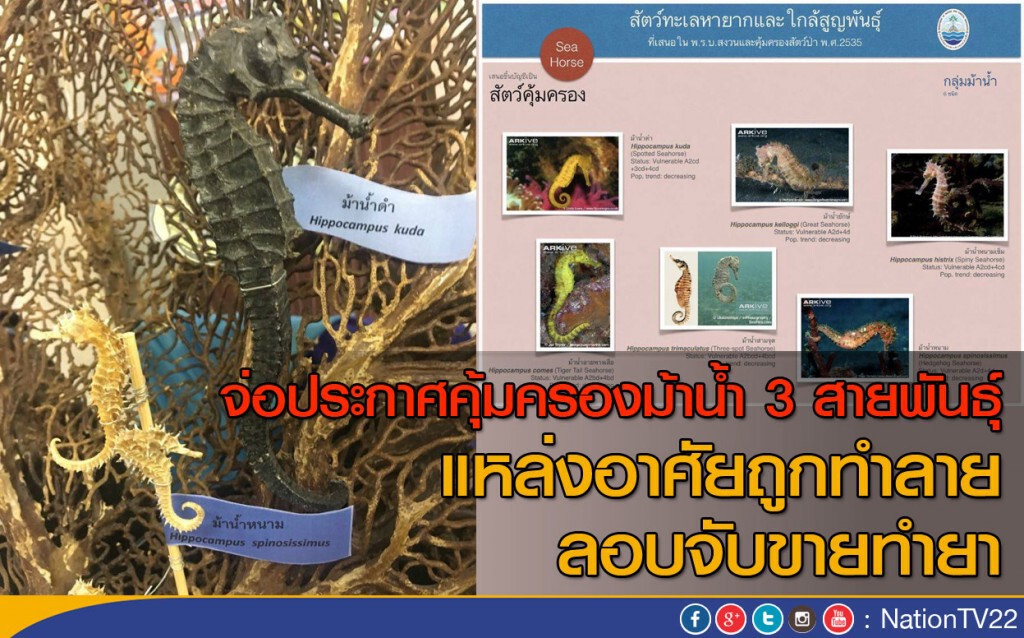 จ่อประกาศคุ้มครองม้าน้ำ 3 สายพันธุ์ จ่อประกาศคุ้มครองม้าน้ำ 3 สายพันธุ์