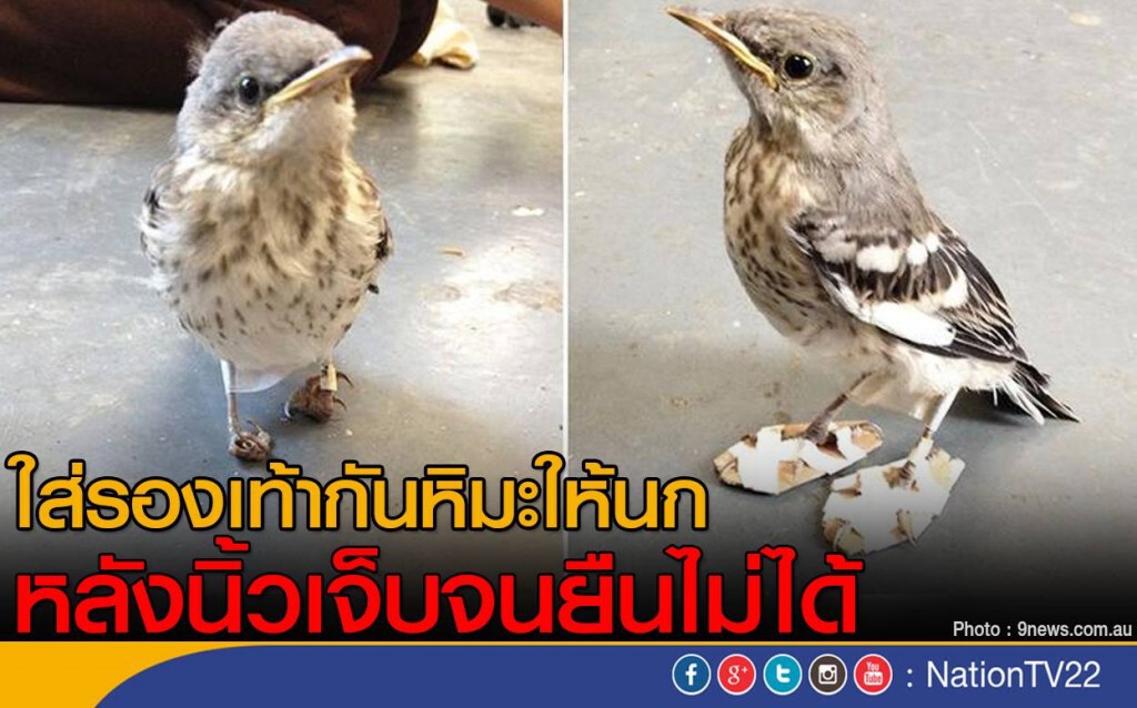 ใส่รองเท้ากันหิมะให้นก หลังบาดเจ็บที่นิ้วจนยืนไม่ได้ ใส่รองเท้ากันหิมะให้นก หลังบาดเจ็บที่นิ้วจนยืนไม่ได้