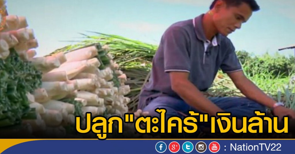 ปลูก "ตะไคร้" เงินล้าน ปลูก "ตะไคร้" เงินล้าน