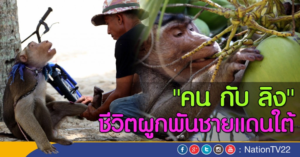"คน กับ ลิง" ชีวิตผูกพันชายแดนใต้