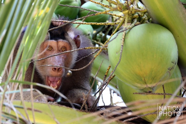 "คน กับ ลิง" ชีวิตผูกพันชายแดนใต้