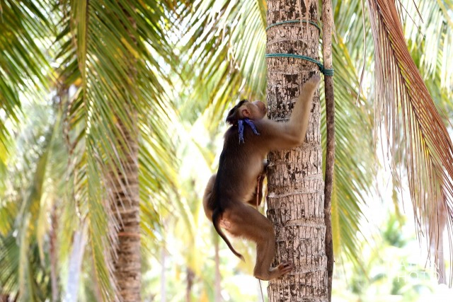 "คน กับ ลิง" ชีวิตผูกพันชายแดนใต้