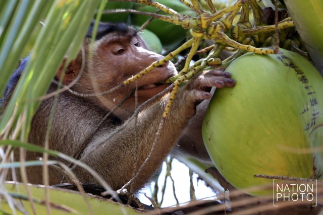 "คน กับ ลิง" ชีวิตผูกพันชายแดนใต้