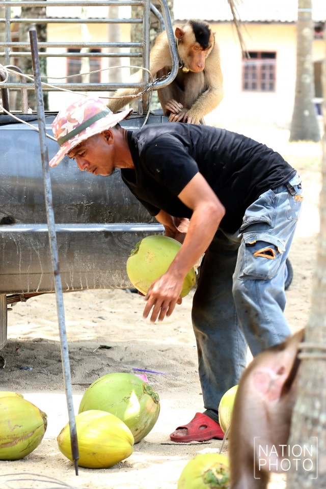"คน กับ ลิง" ชีวิตผูกพันชายแดนใต้