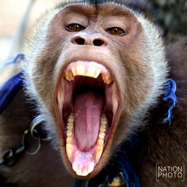 "คน กับ ลิง" ชีวิตผูกพันชายแดนใต้