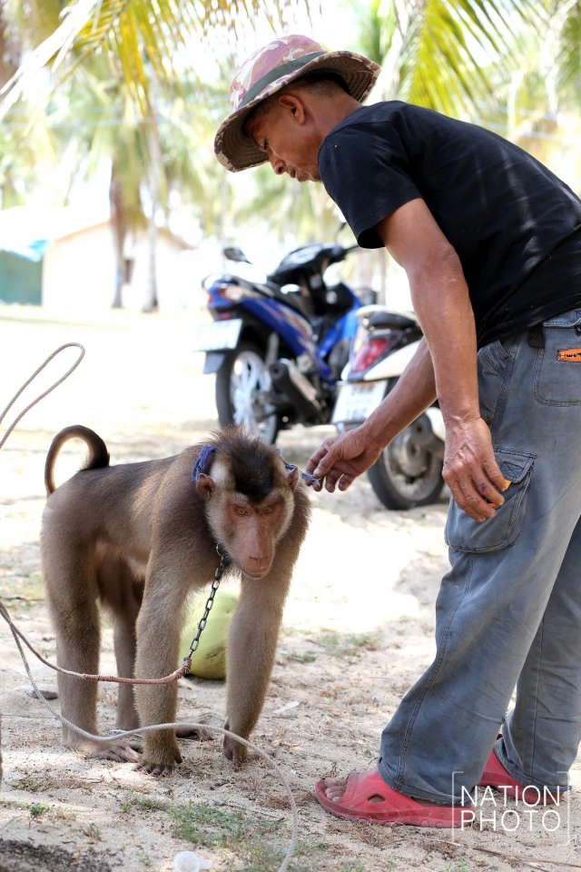 "คน กับ ลิง" ชีวิตผูกพันชายแดนใต้