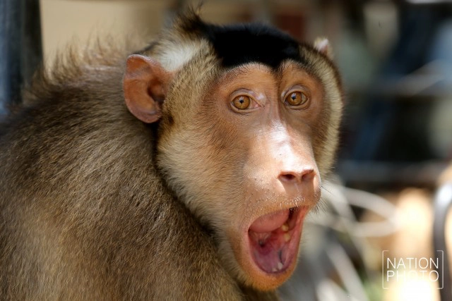 "คน กับ ลิง" ชีวิตผูกพันชายแดนใต้