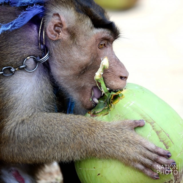 "คน กับ ลิง" ชีวิตผูกพันชายแดนใต้
