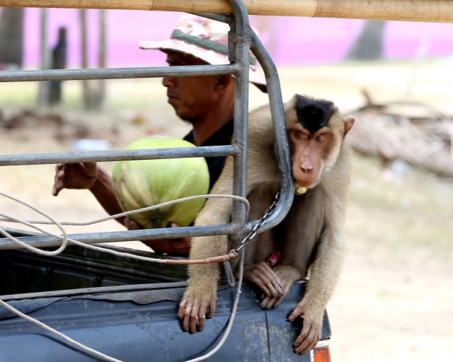 "คน กับ ลิง" ชีวิตผูกพันชายแดนใต้