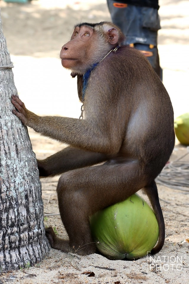 "คน กับ ลิง" ชีวิตผูกพันชายแดนใต้