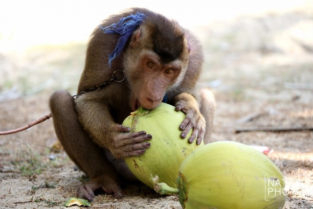 "คน กับ ลิง" ชีวิตผูกพันชายแดนใต้