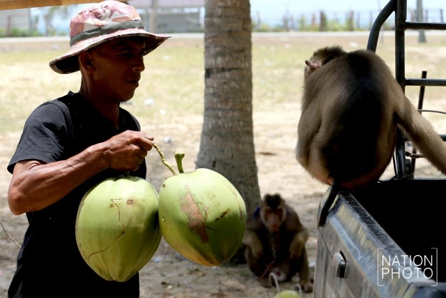 "คน กับ ลิง" ชีวิตผูกพันชายแดนใต้