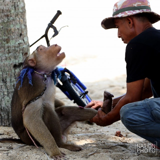 "คน กับ ลิง" ชีวิตผูกพันชายแดนใต้