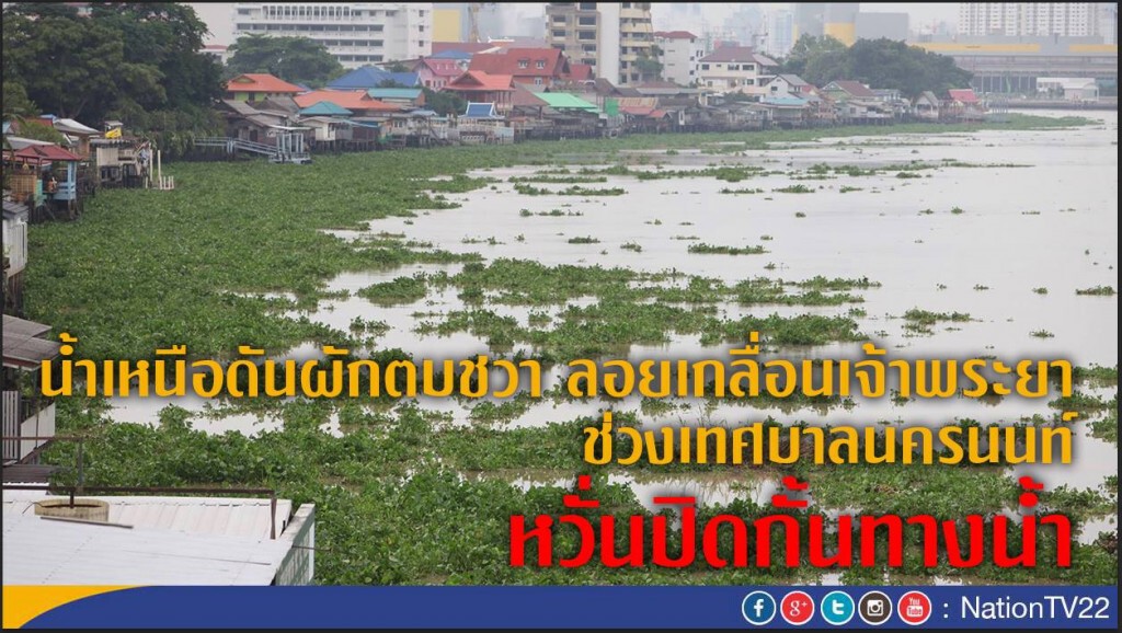 น้ำเหนือดันผักตบชวา ลอยเกลื่อนเจ้าพระยา หวั่นปิดกั้นทางน้ำ น้ำเหนือดันผักตบชวา ลอยเกลื่อนเจ้าพระยา หวั่นปิดกั้นทางน้ำ
