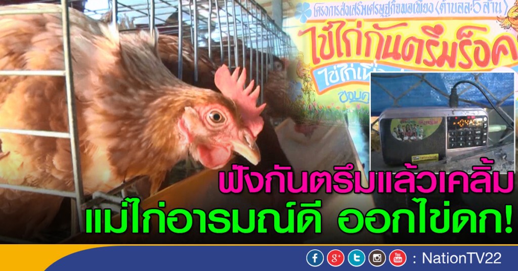 ฟังกันตรึมแล้วเคลิ้ม
แม่ไก่อารมณ์ดี ออกไข่ดก! ฟังกันตรึมแล้วเคลิ้ม
แม่ไก่อารมณ์ดี ออกไข่ดก!