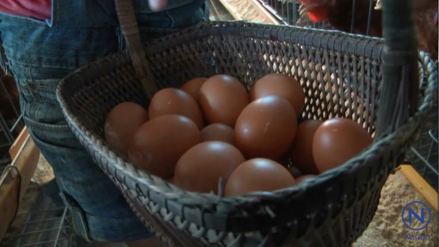 ฟังกันตรึมแล้วเคลิ้ม
แม่ไก่อารมณ์ดี ออกไข่ดก!