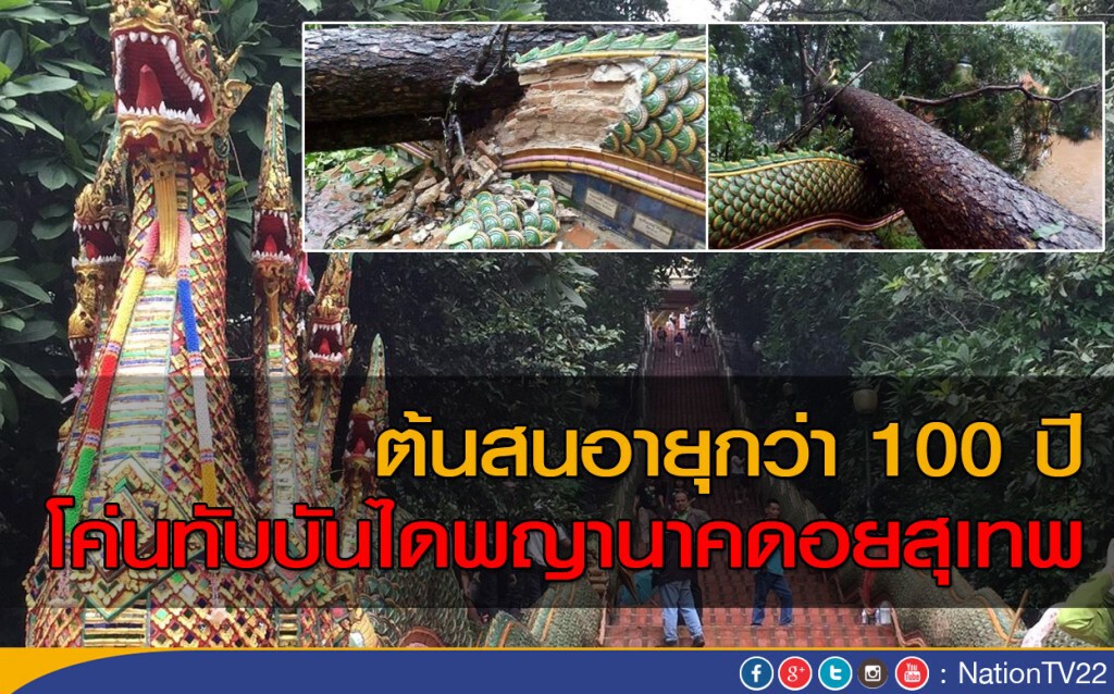 ต้นสนอายุกว่า 100 ปี โค่นทับบันไดพญานาคดอยสุเทพ