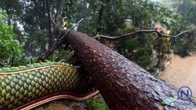 ต้นสนอายุกว่า 100 ปี โค่นทับบันไดพญานาคดอยสุเทพ