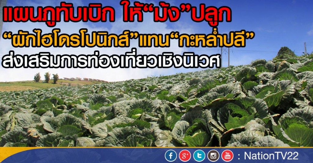 แผนภูทับเบิก ให้ม้งเลิกปลูกกะหล่ำปลี เป็นผักไฮโดรโปนิกส์