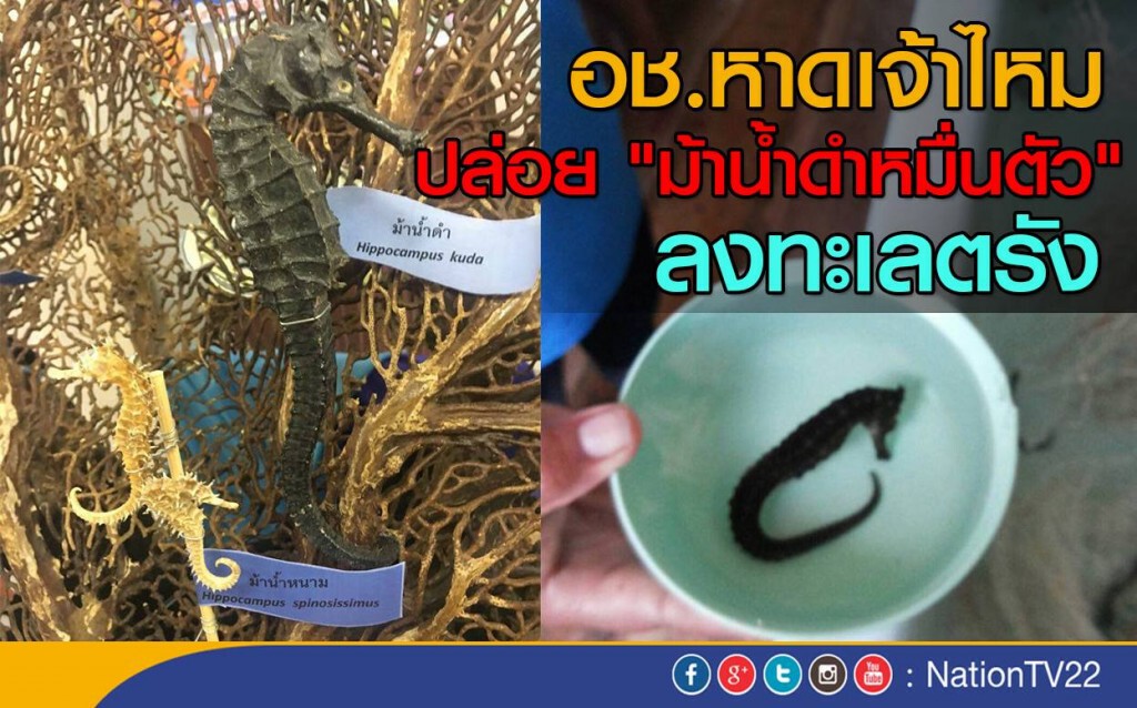 ปล่อย "ม้าน้ำดำ" หมื่นตัวลงทะเลตรัง ปล่อย "ม้าน้ำดำ" หมื่นตัวลงทะเลตรัง