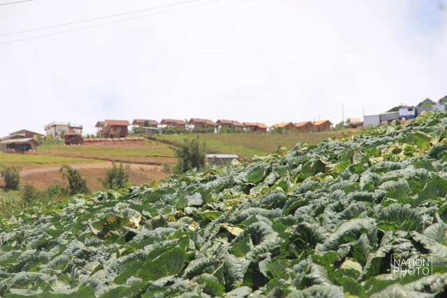 แผนภูทับเบิก ให้ม้งเลิกปลูกกะหล่ำปลี เป็นผักไฮโดรโปนิกส์