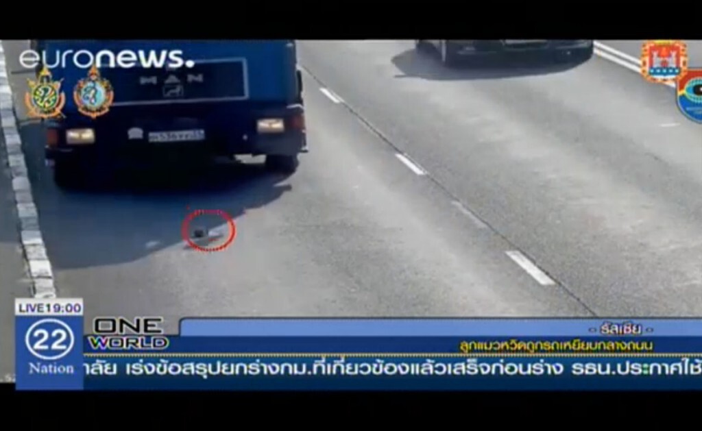 ลูกแมวหวิดถูกรถเหยียบกลางถนน ลูกแมวหวิดถูกรถเหยียบกลางถนน