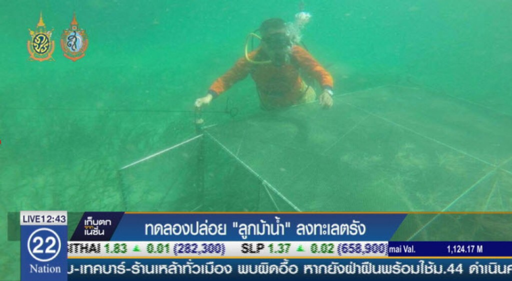 ทดลองปล่อย"ลูกม้าน้ำ"ลงทะเลตรัง ทดลองปล่อย"ลูกม้าน้ำ"ลงทะเลตรัง