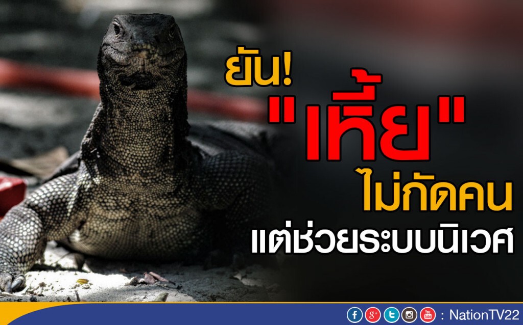 ยัน "ตัวเหี้ย"ไม่กัดคน แต่ช่วยระบบนิเวศ ยัน "ตัวเหี้ย"ไม่กัดคน แต่ช่วยระบบนิเวศ