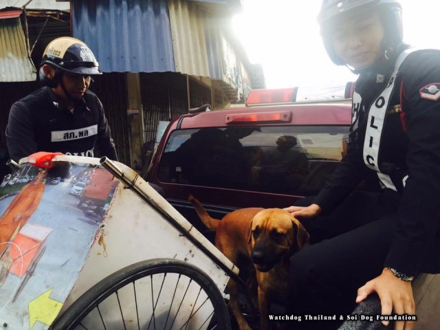 กลุ่มว็อชด๊อกไทยแลนด์ แจ้งความ! "พระหนูที" พบโผล่! พาสุนัขลากรถรับบิณฑบาตร