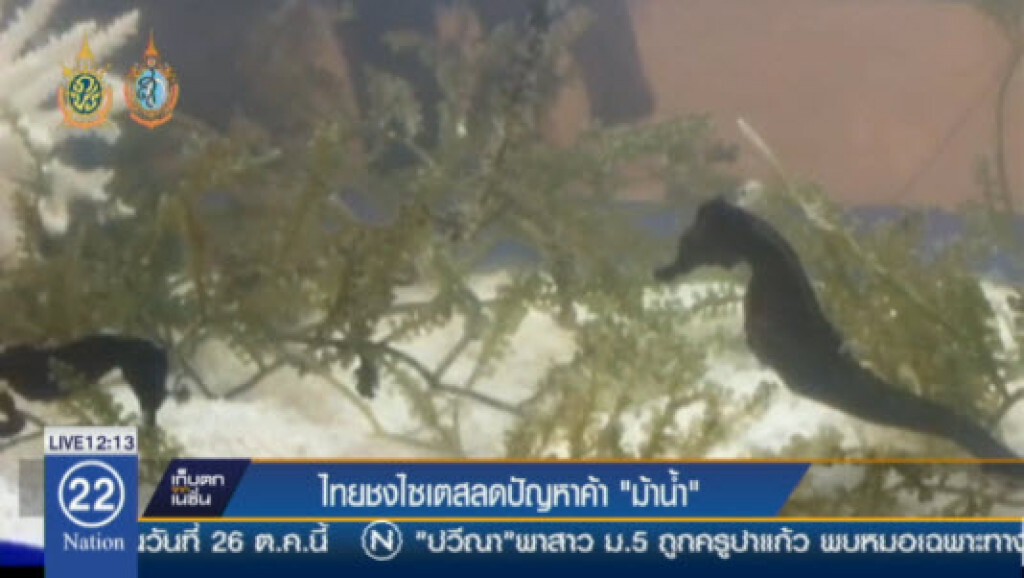 ไทยชงไซเตสลดปัญหาค้า"ม้าน้ำ" ไทยชงไซเตสลดปัญหาค้า"ม้าน้ำ"