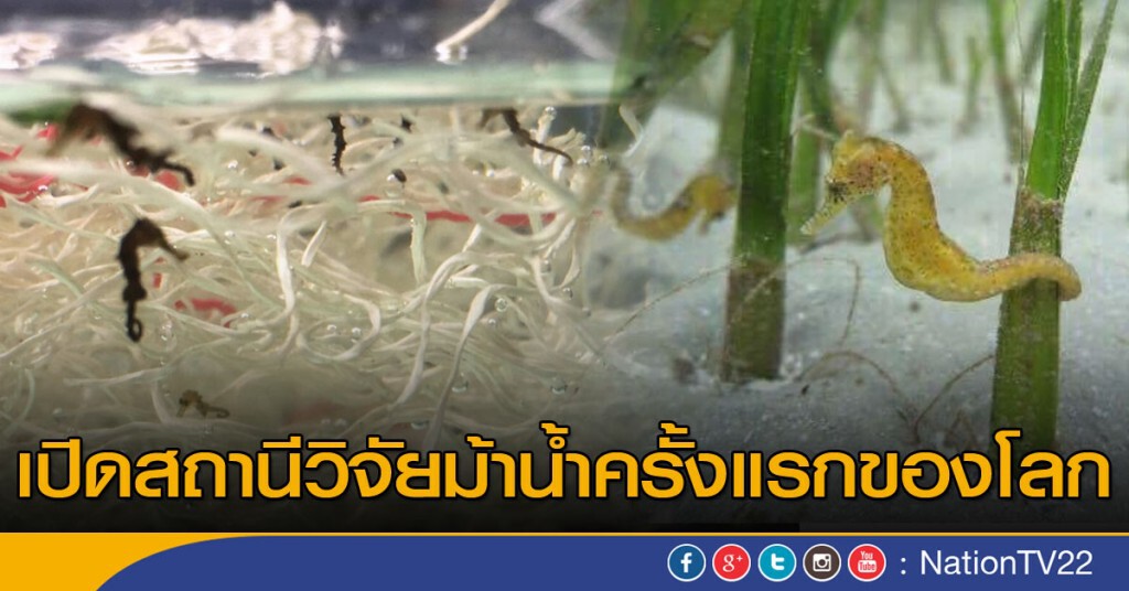 เปิดสถานีวิจัยม้าน้ำครั้งแรกของโลก เปิดสถานีวิจัยม้าน้ำครั้งแรกของโลก