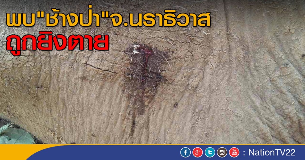 "ช้างป่า" จ.นราธิวาสถูกยิงตาย 1 ตัว "ช้างป่า" จ.นราธิวาสถูกยิงตาย 1 ตัว