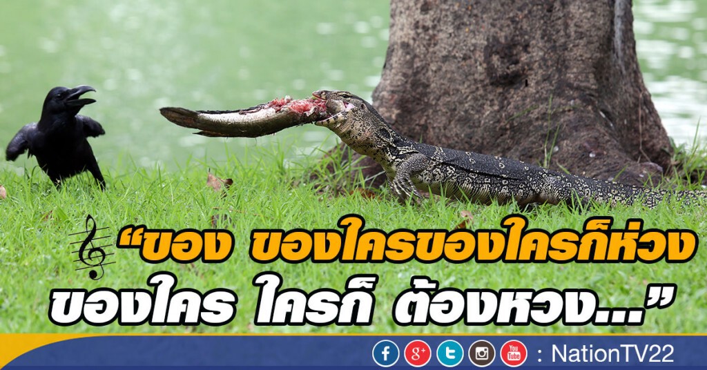 กทม.เตรียมจับ "เหี้ย" ในสวนลุมพินี พรุ่งนี้ (20 ก.ย.59) กทม.เตรียมจับ "เหี้ย" ในสวนลุมพินี พรุ่งนี้ (20 ก.ย.59)
