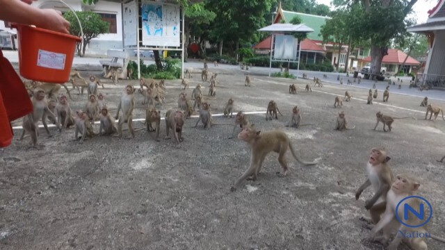 วัดเขาวงกฎ
เลี้ยงอาหารลิงแบบ"มังสวิรัติ"
หวังลดความดุร้าย