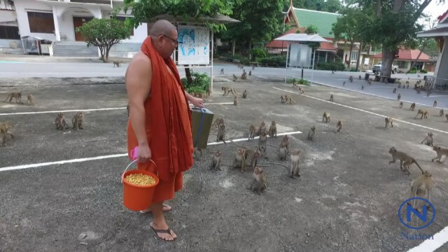 วัดเขาวงกฎ
เลี้ยงอาหารลิงแบบ"มังสวิรัติ"
หวังลดความดุร้าย